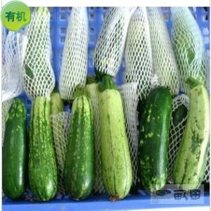 青皮菜瓜-崇明