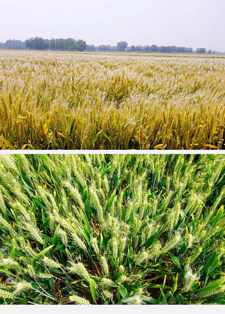 南粳9108稻谷报价_大米南粳9108报价_南粳9108稻种价格?